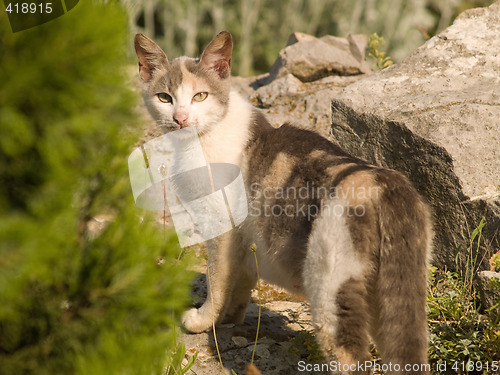 Image of Cat in Natural Environment Looking Back