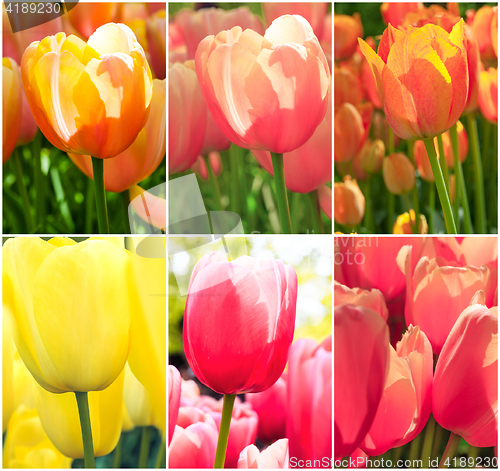 Image of Tulip fields collage of different tulips