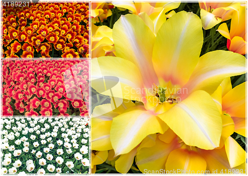 Image of Tulip fields collage of different tulips