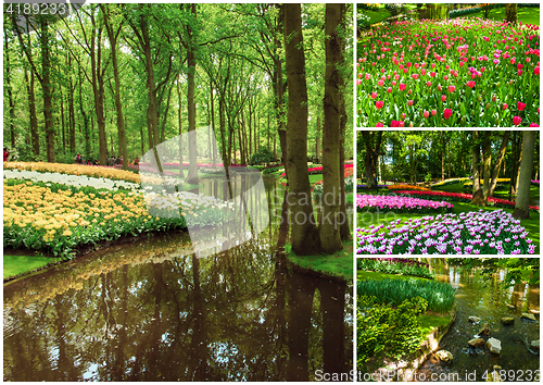 Image of Tulip fields collage of different tulips