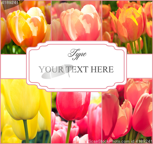 Image of Tulip fields collage of different tulips