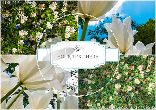 Image of Tulip fields collage of different tulips