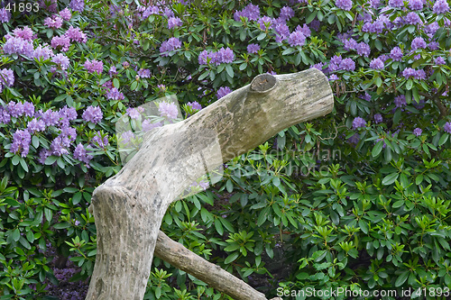 Image of Nude trunk in front of rhododendron flowers