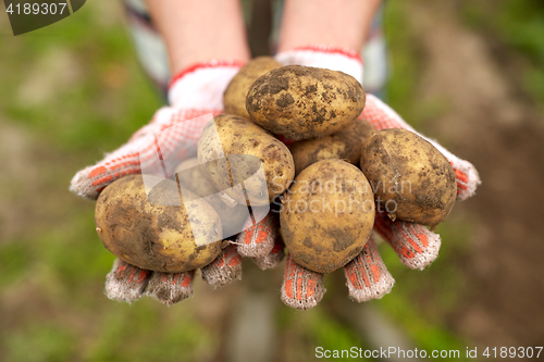 Image of farmer hands holding potatoes at farm