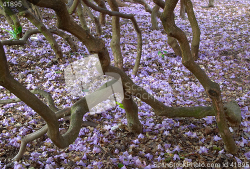 Image of Rhododendron flowers on the ground in between nude trunks