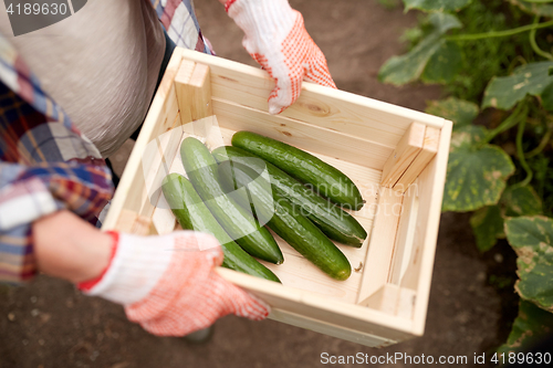 Image of farmer with box of cucumbers at farm greenhouse