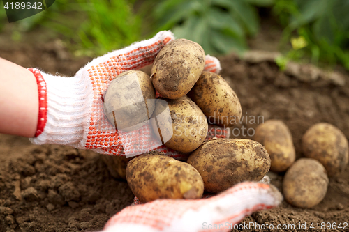 Image of farmer with potatoes at farm garden