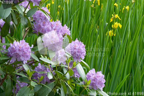 Image of Rhododendron flowers and yellow irises