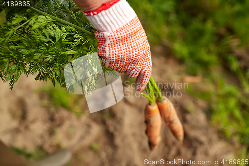 Image of farmer hand in glove with carrots on farm