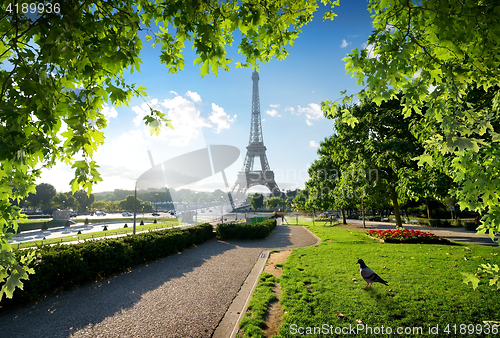 Image of Dove and Eiffel Tower