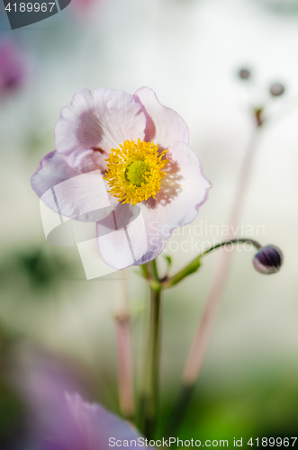 Image of Pale pink flower Japanese anemone