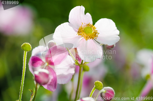 Image of Pale pink flower Japanese anemone, close-up