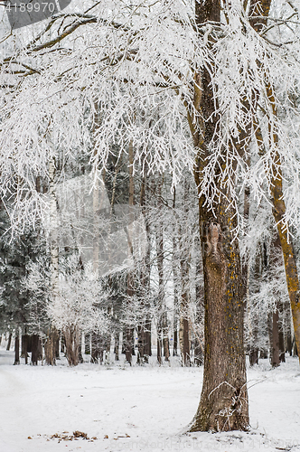 Image of Fog in the winter, the trees covered with hoarfrost