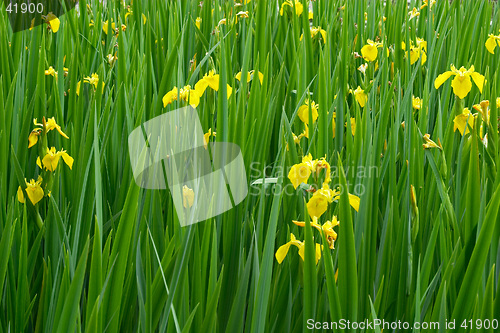 Image of Yellow irises