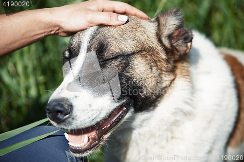 Image of Human pampering dog