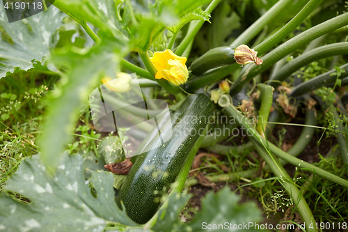 Image of squashes at summer garden bed