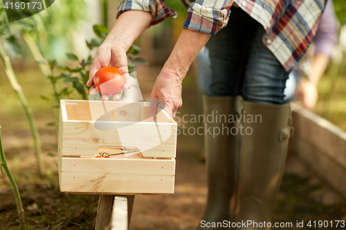 Image of senior woman picking tomatoes at farm greenhouse