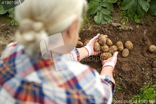 Image of farmer with potatoes at farm garden