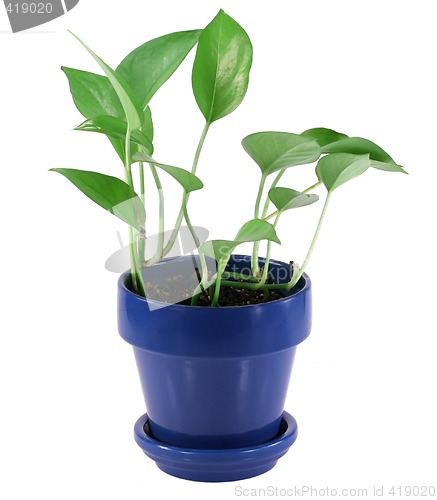 Image of Green House Plant