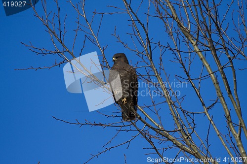 Image of buzzard