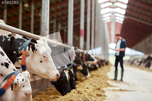 Image of herd of cows eating hay in cowshed on dairy farm