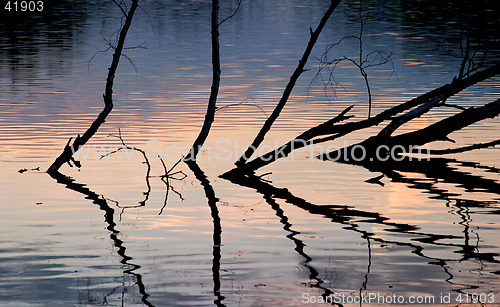 Image of Withered trees reflection in the warm light of sunset