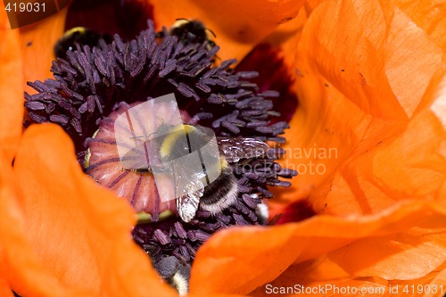 Image of bumble bee in orange poppy