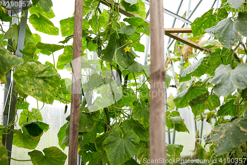 Image of close up of cucumber growing at garden