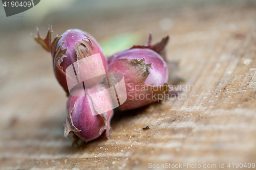 Image of hazelnut