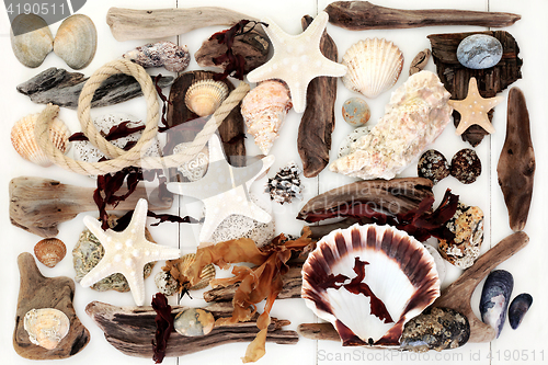 Image of Driftwood, Seashell and Seaweed Abstract Background.