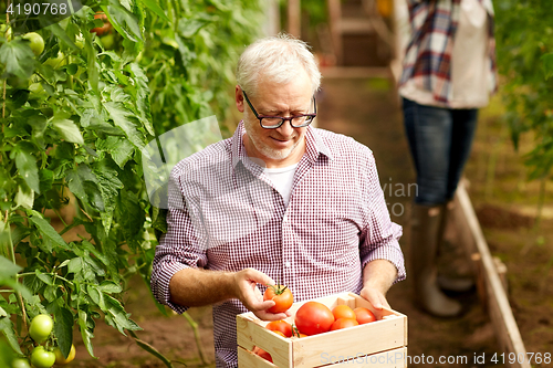 Image of old man with box of tomatoes at farm greenhouse