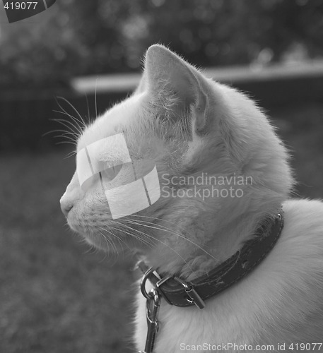 Image of white cat