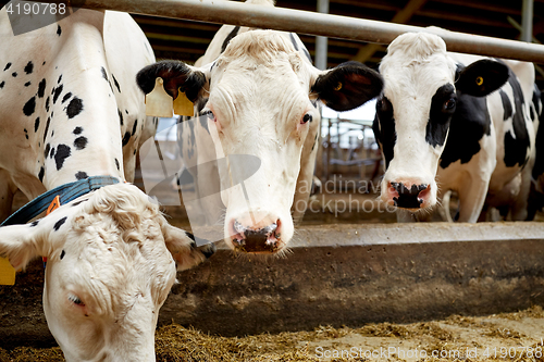 Image of herd of cows eating hay in cowshed on dairy farm