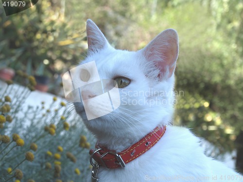 Image of white cat