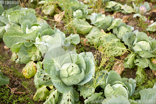 Image of cabbage growing on summer garden bed at farm