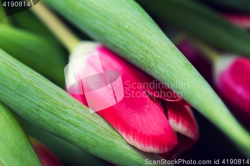 Image of close up of tulip flowers