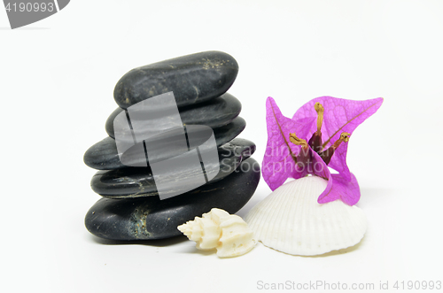 Image of Black pebble and shells