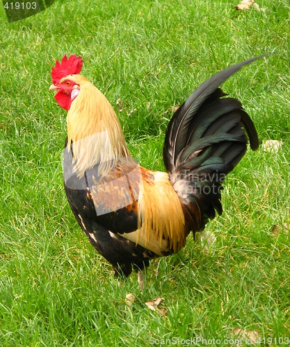 Image of rooster