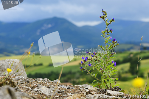 Image of Typical plant and landscape in Marche