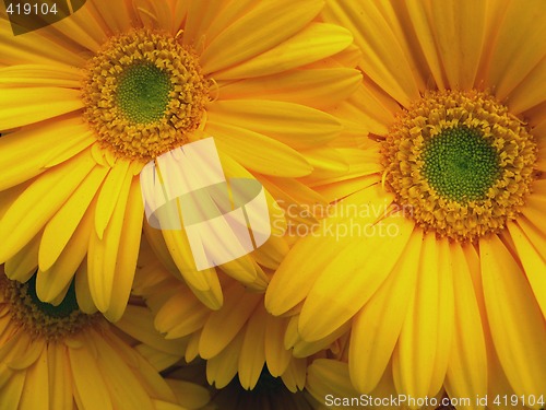 Image of green and yellow daisies