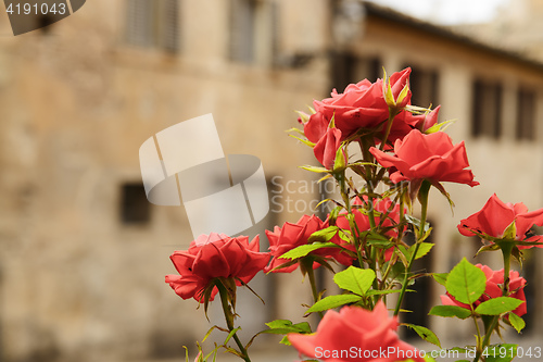 Image of Flower with houses in background