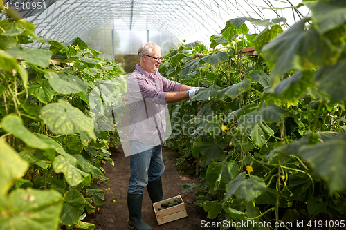 Image of old man picking cucumbers up at farm greenhouse