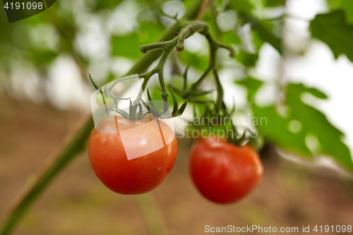Image of close up of tomato growing at garden