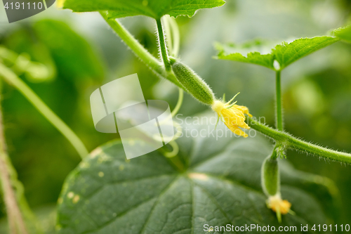 Image of close up of cucumber growing at garden