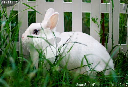 Image of white rabbit