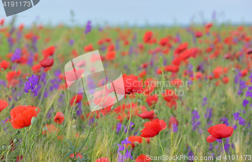Image of colorful flowers on field