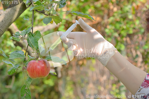 Image of Injecting liquid to red apple using syringe 