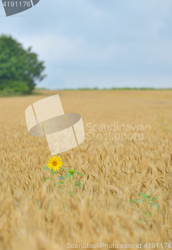 Image of Isolated Sunflower in wheat field