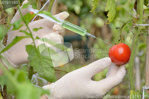 Image of Injection into red tomato