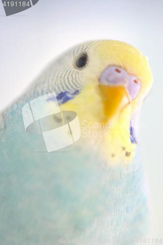 Image of Details of Budgerigar parrot